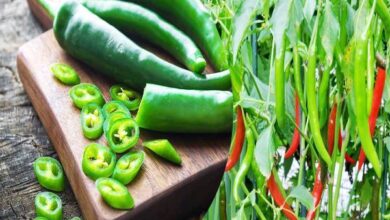 பச்சை மிளகாயின் விலை 2,000 ரூபாவாக அதிகரிப்பு