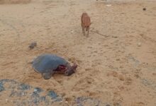 வடமராட்சி கிழக்கு கடற்பகுதியில் இறந்த நிலையில் கரையொதுங்கும் ஆமைகள்!