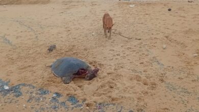 வடமராட்சி கிழக்கு கடற்பகுதியில் இறந்த நிலையில் கரையொதுங்கும் ஆமைகள்!
