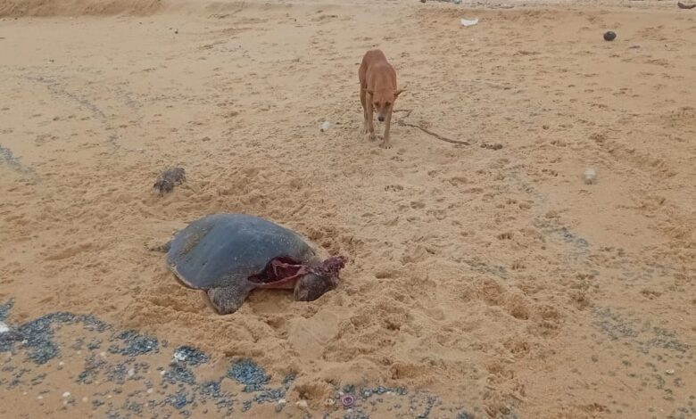 வடமராட்சி கிழக்கு கடற்பகுதியில் இறந்த நிலையில் கரையொதுங்கும் ஆமைகள்!