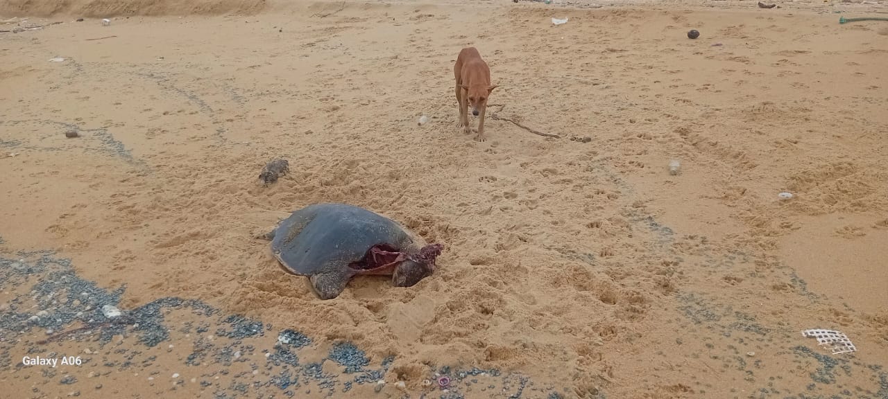 வடமராட்சி கிழக்கு கடற்பகுதியில் இறந்த நிலையில் கரையொதுங்கும் ஆமைகள்!