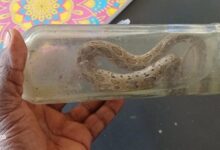 பாம்புக்கடிக்கு இலக்கான இளைஞன் உயிரிழப்பு!