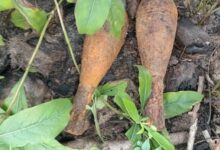 கிளிநொச்சியில் வெடிக்காத மோட்டார் குண்டுகள் மீட்பு!