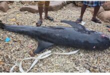 திருகோணமலையில் கரையொதுங்கிய டொல்பின்!