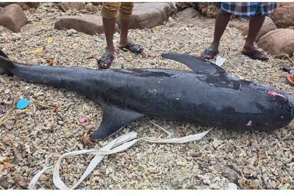 திருகோணமலையில் கரையொதுங்கிய டொல்பின்!