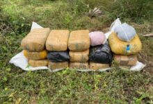 பளை - மாசார் பகுதியில் 23 கிலோ கேரள கஞ்சா மீட்பு!