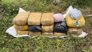 பளை - மாசார் பகுதியில் 23 கிலோ கேரள கஞ்சா மீட்பு!