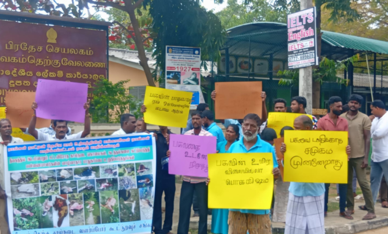 கால்நடைகளைத் திருடும் கும்பலை கட்டுப்படுத்தக் கோரி வேலணையில் பண்ணையாளர்கள் போராட்டம்!