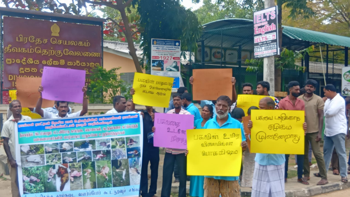கால்நடைகளைத் திருடும் கும்பலை கட்டுப்படுத்தக் கோரி வேலணையில் பண்ணையாளர்கள் போராட்டம்!