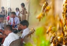 கிளிநொச்சி மகா வித்தியாலய மாணவர்கள் குளவிக்கொட்டுக்கு இலக்கு