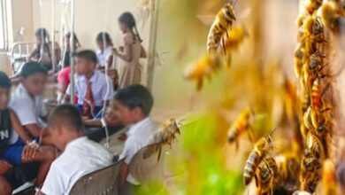 கிளிநொச்சி மகா வித்தியாலய மாணவர்கள் குளவிக்கொட்டுக்கு இலக்கு