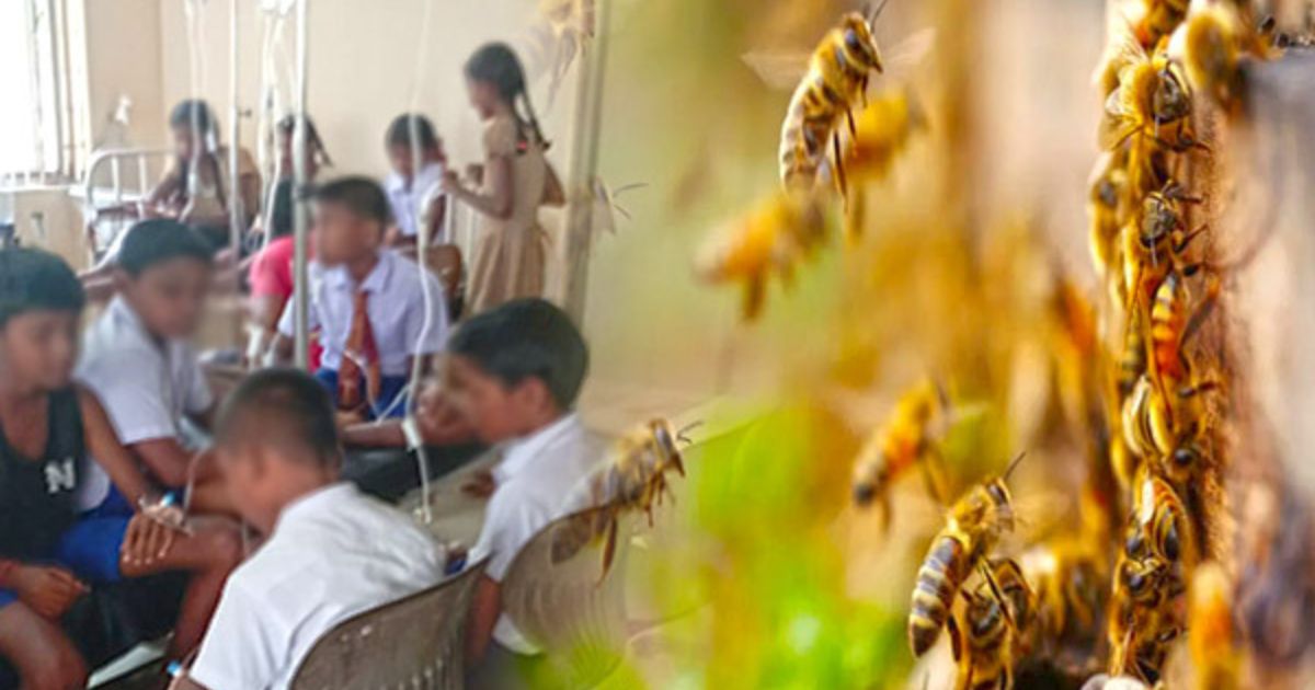 கிளிநொச்சி மகா வித்தியாலய மாணவர்கள் குளவிக்கொட்டுக்கு இலக்கு