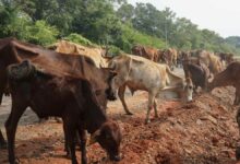 கால்நடைகள் திருடுபவர்களை பிடித்து தருபவர்களுக்கு 25000 ரூபா சன்மானம் - பண்ணையாளர்கள் அறிவிப்பு!