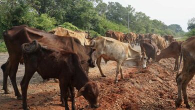 கால்நடைகள் திருடுபவர்களை பிடித்து தருபவர்களுக்கு 25000 ரூபா சன்மானம் - பண்ணையாளர்கள் அறிவிப்பு!