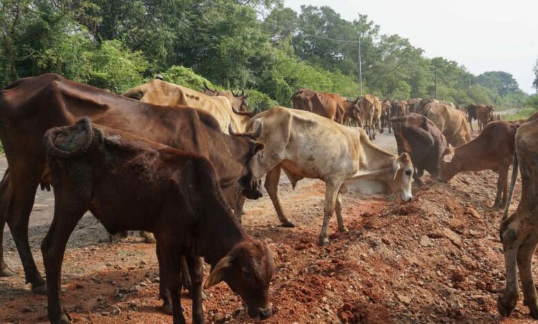 கால்நடைகள் திருடுபவர்களை பிடித்து தருபவர்களுக்கு 25000 ரூபா சன்மானம் - பண்ணையாளர்கள் அறிவிப்பு!