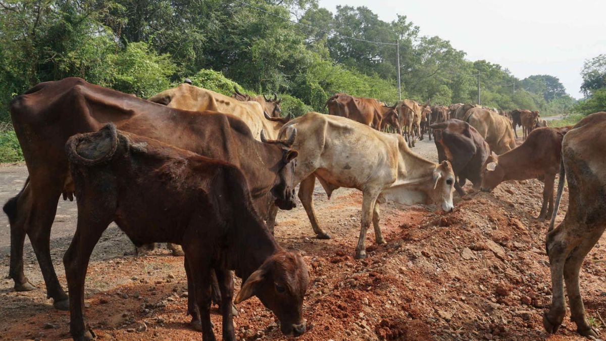 கால்நடைகள் திருடுபவர்களை பிடித்து தருபவர்களுக்கு 25000 ரூபா சன்மானம் - பண்ணையாளர்கள் அறிவிப்பு!