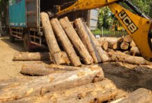 20 இலட்சம் ரூபா பெறுமதியான 52 தேக்கு மரக் குற்றிகளைக் கைப்பற்றிய சாவகச்சேரி பொலிஸ்!