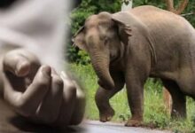 திருகோணமலையில் யானை தாக்கி பெண் பலி!