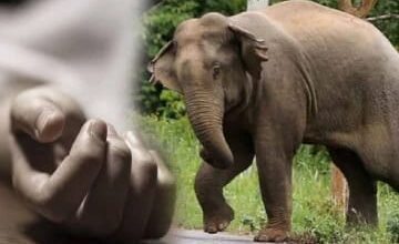 திருகோணமலையில் யானை தாக்கி பெண் பலி!