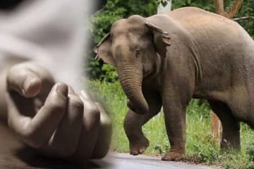 திருகோணமலையில் யானை தாக்கி பெண் பலி!