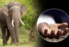 பெரஹரவிற்கு அழைத்துவந்த யானை தாக்கி இருவர்பலி!